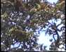 19910709-volcanosnationalpark_mpg-frame0005.jpg