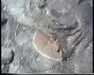 19910709-volcanosnationalpark_mpg-frame0040.jpg