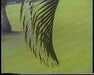 19910710-hilohotelroom_mpg-frame0003.jpg
