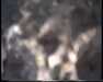19910711-walkingintohilo_mpg-frame0011.jpg