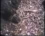 19910711-walkingintohilo_mpg-frame0016.jpg