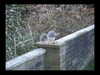2004-12-28:Squirrel
