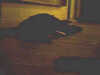 20050709-Morton-frame0001.jpg