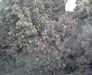 20051104-IMAG0007-frame0005.jpg