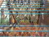 20090413-DSCF3846-frame0002.jpg