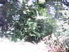 20090723-AVI_0002-frame0020.jpg