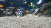2013-05-04:St Omer and Nausica
