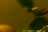 20130714-SUNP0003-frame0002.jpg