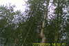 20130727-SUNP0001-frame0004.jpg