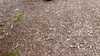 2015-07-11:Watson 50BD
