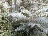 20170912-MOVI0047-frame0001.jpg