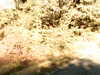 20170918-MOVI0073-frame0003.jpg