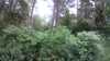 20190706-173913A-frame0001.jpg