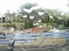 20200907-MOVI0005-frame0002.jpg