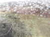 20200907-MOVI0051-frame0002.jpg