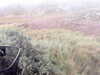 2020-09-08:Aultiphurst-Keoldale-rear
