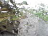 20200913-MOVI0029-frame0001.jpg