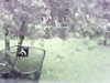 20200913-MOVI0035-frame0005.jpg