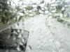 20200913-MOVI0068-frame0001.jpg
