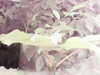 20200915-MOVI0024-frame0001.jpg