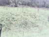 20200916-MOVI0031-frame0004.jpg