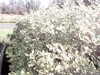 20200917-MOVI0009-frame0001.jpg