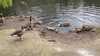 2021-04-05:Birds Tarn Pond
