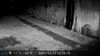 2021-10-15:Wildlife
